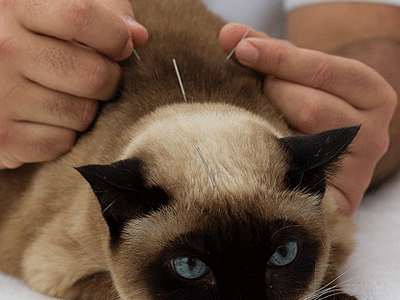 Acupuntura para Cães e Gatos