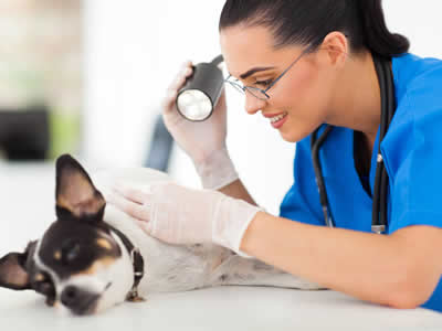 Dermatologia para cães e gatos na Vila Mariana