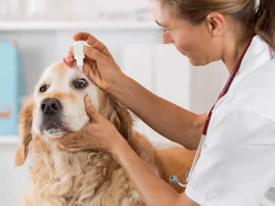 Oftalmologia para Cães e Gatos