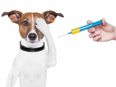 Vacinas para cães e gatos na Vila Mariana