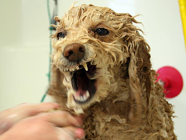 Como dar banho em cachorro bravo com segurança