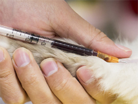Exames de Sangue para cães e gatos na Vila Mariana