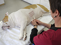 Exames Especiais para cães e gatos na Vila Mariana