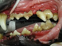 Odontologia para Cães e Gatos na Vila Mariana